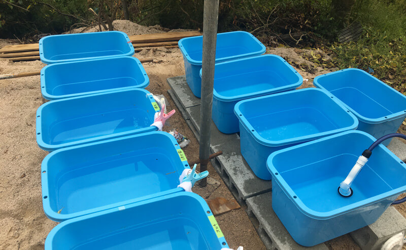 メダカの産卵準備